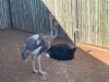 3 X VOLSTRUIS - OSTRICH M:1 V/F:2 MULATI (Betaal per dier/Pay per animal) - 2