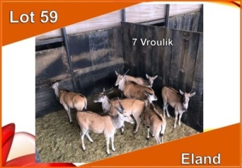 7x ELAND V/F:7 (Per stuk om lot te neem)