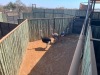3 X VOLSTRUIS - OSTRICH M:1 V/F:2 MULATI (Betaal per dier/Pay per animal) - 3