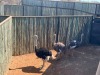 3 X VOLSTRUIS - OSTRICH M:1 V/F:2 MULATI (Betaal per dier/Pay per animal) - 4