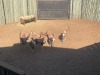 8 X BLESBOK - BLESBUCK MULATI (Betaal per dier/Pay per animal) - 2