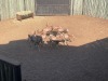 8 X BLESBOK - BLESBUCK MULATI (Betaal per dier/Pay per animal) - 3