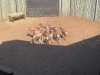 8 X BLESBOK - BLESBUCK MULATI (Betaal per dier/Pay per animal) - 4