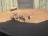 8 X BLESBOK - BLESBUCK MULATI (Betaal per dier/Pay per animal) - 5