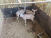 2 X KOEDOE - KUDU M:1 V/F:1 MULATI (Betaal per dier/Pay per animal) - 2