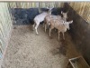 2 X KOEDOE - KUDU M:1 V/F:1 MULATI (Betaal per dier/Pay per animal) - 3
