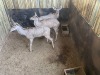 2 X KOEDOE - KUDU M:1 V/F:1 MULATI (Betaal per dier/Pay per animal) - 4