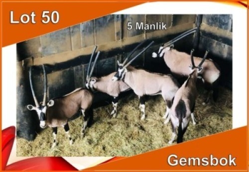 5x GEMSBOK/ORYX M:5 (Per stuk om lot te neem)