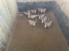 10 X BLESBOK - BLESBUCK V/F:10 MULATI (Betaal per dier/Pay per animal) - 3