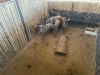 4 X BLOUWILDEBEES - BLUE WILDEBEEST V/F:4 MULATI (Betaal per dier/Pay per animal) - 2