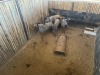 4 X BLOUWILDEBEES - BLUE WILDEBEEST V/F:4 MULATI (Betaal per dier/Pay per animal) - 3