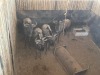 4 X BLOUWILDEBEES - BLUE WILDEBEEST V/F:4 MULATI (Betaal per dier/Pay per animal) - 4