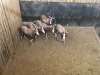 5 X BLESBOK - BLESBUCK V/F:5 MULATI (Betaal per dier/Pay per animal) - 2