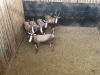 5 X BLESBOK - BLESBUCK V/F:5 MULATI (Betaal per dier/Pay per animal) - 3