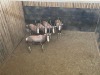 5 X BLESBOK - BLESBUCK V/F:5 MULATI (Betaal per dier/Pay per animal) - 4