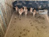 7 X ROOIBOK - IMPALA V/F:7 MULATI (Betaal per dier/Pay per animal) - 2