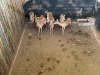 7 X ROOIBOK - IMPALA V/F:7 MULATI (Betaal per dier/Pay per animal) - 3