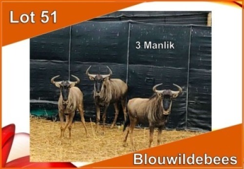 3x BLOUWILDEBEES/ BLUE WILDEBEEST M:3 (Per stuk om lot te neem)