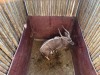 1 X NJALA - NYALA M:1 SABLE RANCH - 3