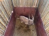 1 X NJALA - NYALA M:1 SABLE RANCH - 4