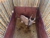 1 X NJALA - NYALA M:1 SABLE RANCH - 5
