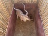 1 X KOEDOE - KUDU M:1 MULATI - 2