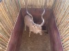 1 X KOEDOE - KUDU M:1 MULATI - 4