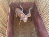 1 X KOEDOE - KUDU M:1 MULATI - 5