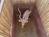 1 X KOEDOE - KUDU M:1 MULATI - 8