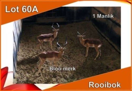 1x ROOIBOK/IMPALA M:1 Blou Merk