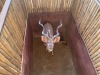 1 X KOEDOE - KUDU M:1 MULATI - 9