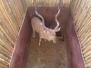 1 X KOEDOE - KUDU M:1 MULATI - 11