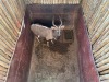 1 X NJALA - NYALA M:1 SABLE RANCH - 2