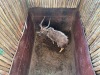 1 X NJALA - NYALA M:1 SABLE RANCH - 3