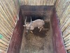 1 X NJALA - NYALA M:1 SABLE RANCH - 4