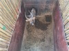 1 X NJALA - NYALA M:1 SABLE RANCH - 7