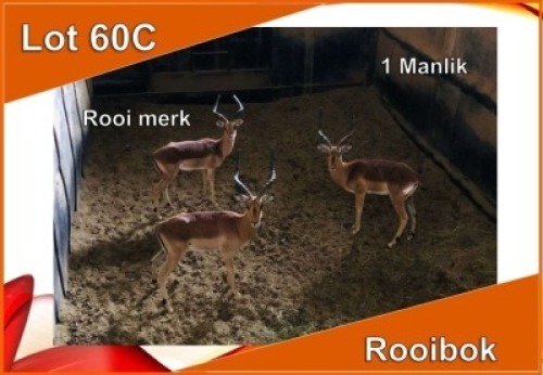 1x ROOIBOK/IMPALA M:1 Rooi Merk