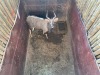 1 X NJALA - NYALA M:1 SABLE RANCH - 10