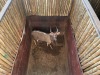 1 X NJALA - NYALA M:1 SABLE RANCH - 11