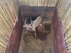 1 X NJALA - NYALA M:1 SABLE RANCH - 12