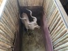 1 X KOEDOE - KUDU M:1 MULATI - 3
