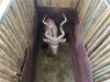 1 X KOEDOE - KUDU M:1 MULATI - 4