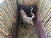 1 X KOEDOE - KUDU M:1 MULATI - 6