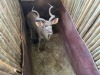 1 X KOEDOE - KUDU M:1 MULATI - 7