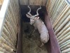 1 X KOEDOE - KUDU M:1 MULATI - 9