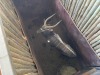 1 X NJALA - NYALA M:1 MULATI - 2