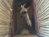 1 X NJALA - NYALA M:1 MULATI - 6