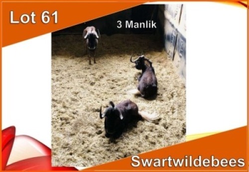 3x SWART WILDEBEES/BLACK WILDEBEEST M:3 (Per stuk om lot te neem)