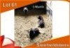 3x SWART WILDEBEES/BLACK WILDEBEEST M:3 (Per stuk om lot te neem)