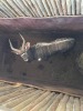 1 X NJALA - NYALA M:1 MULATI - 7